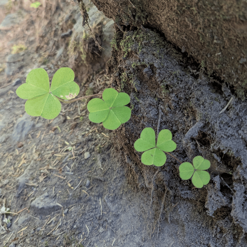 Four clovers in a line