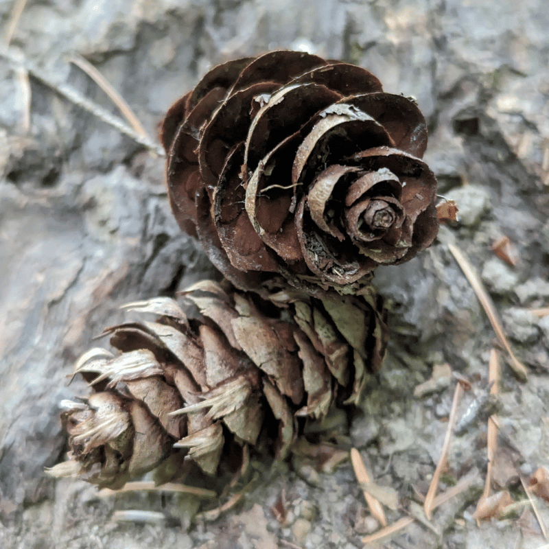 Two small pinecones on the dirt