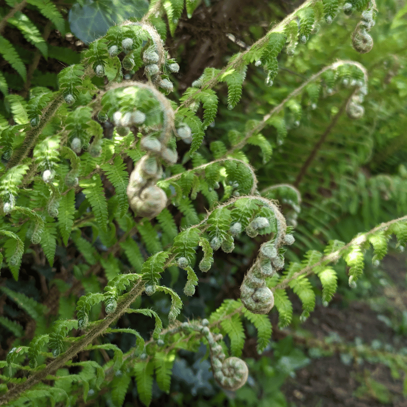 Green curly ferns