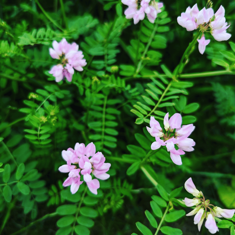 Pink flowers and green leaves