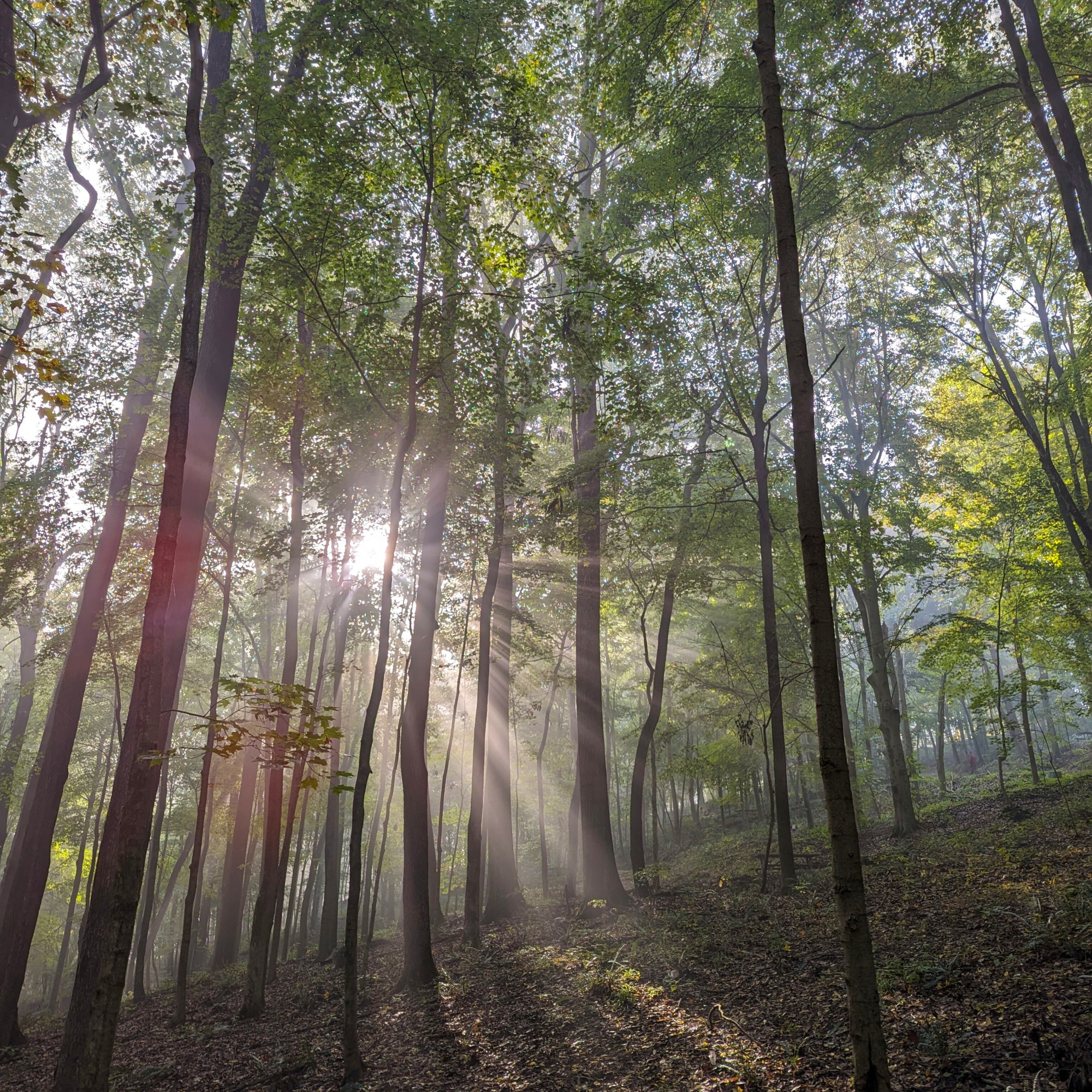 Light shining through trees in the morning
