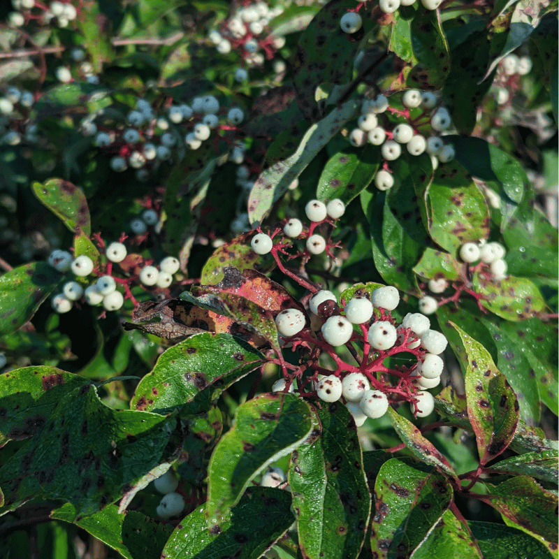 White berries and green leaves